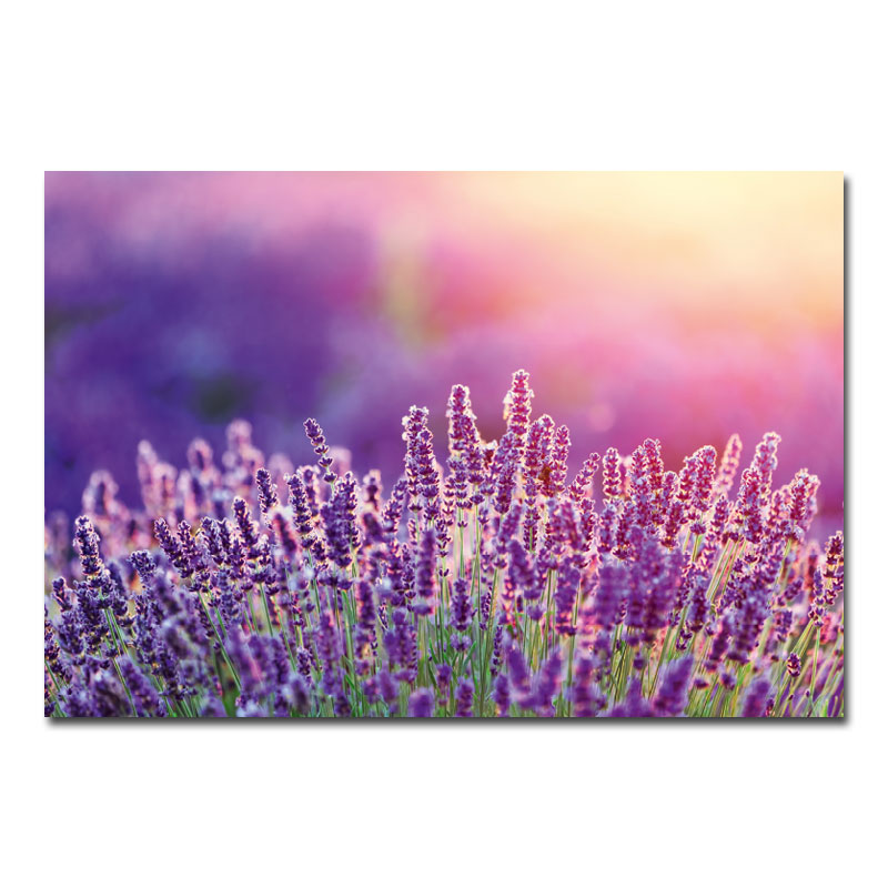 Wandbild Blumen und Pflanzen Lavendelfeld 00004-a