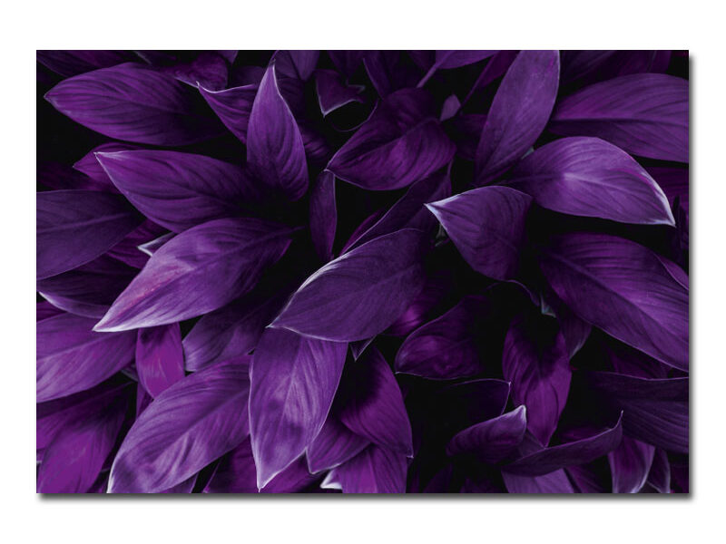 Wandbild – Pflanze mit lila Blättern