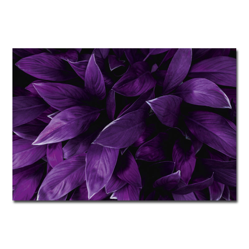 Wandbild Blumen und Pflanzen Pflanze mit lila Blättern 00009-a