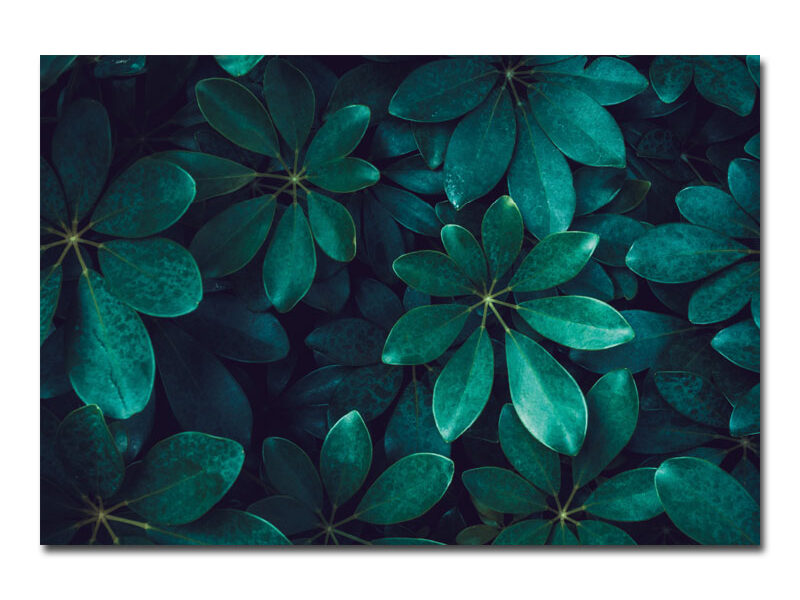 Wandbild – Green Leaves