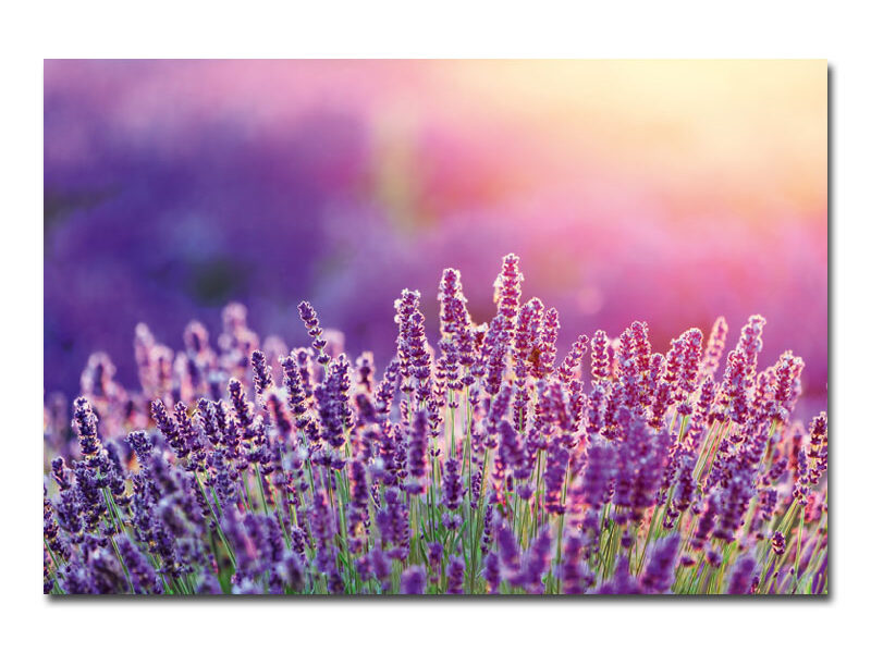 Wandbild – Lavendelfeld