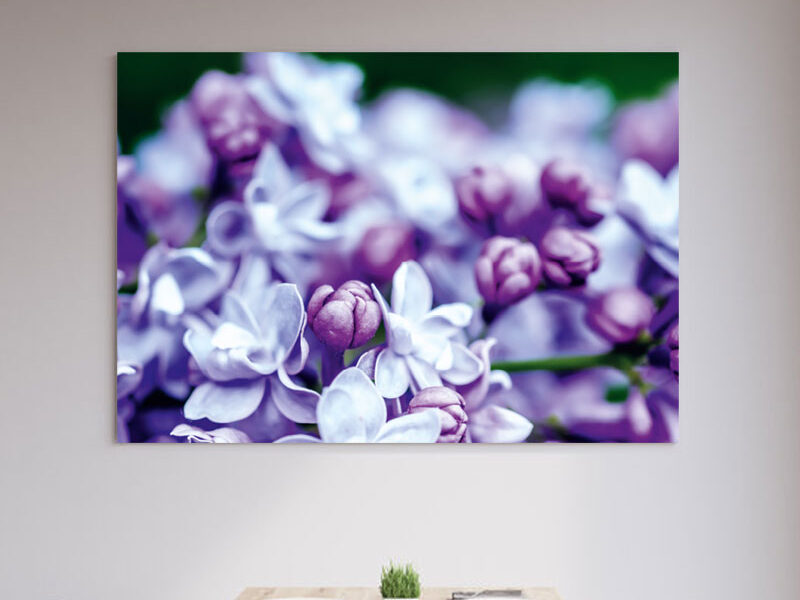 Wandbild – Nahaufnahme lila Pflanze