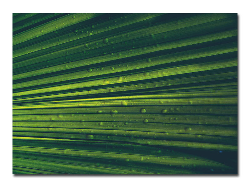 Wandbild – Palmenblatt im Regen