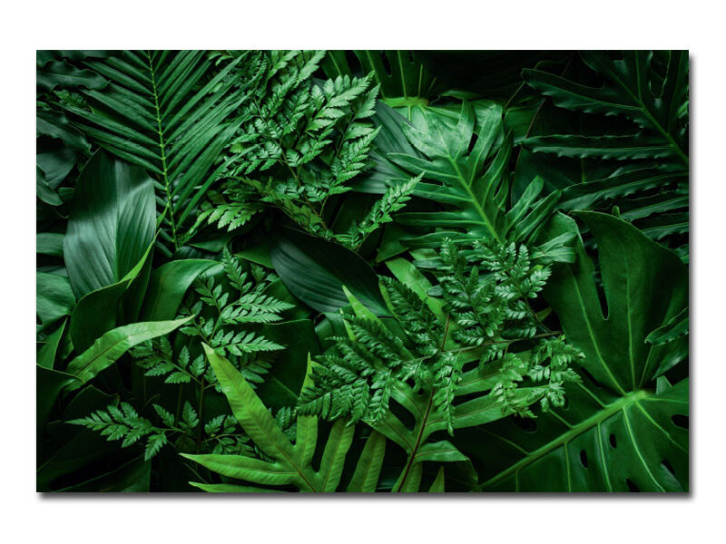 Wandbild – Sammlung Farnblätter Dschungel